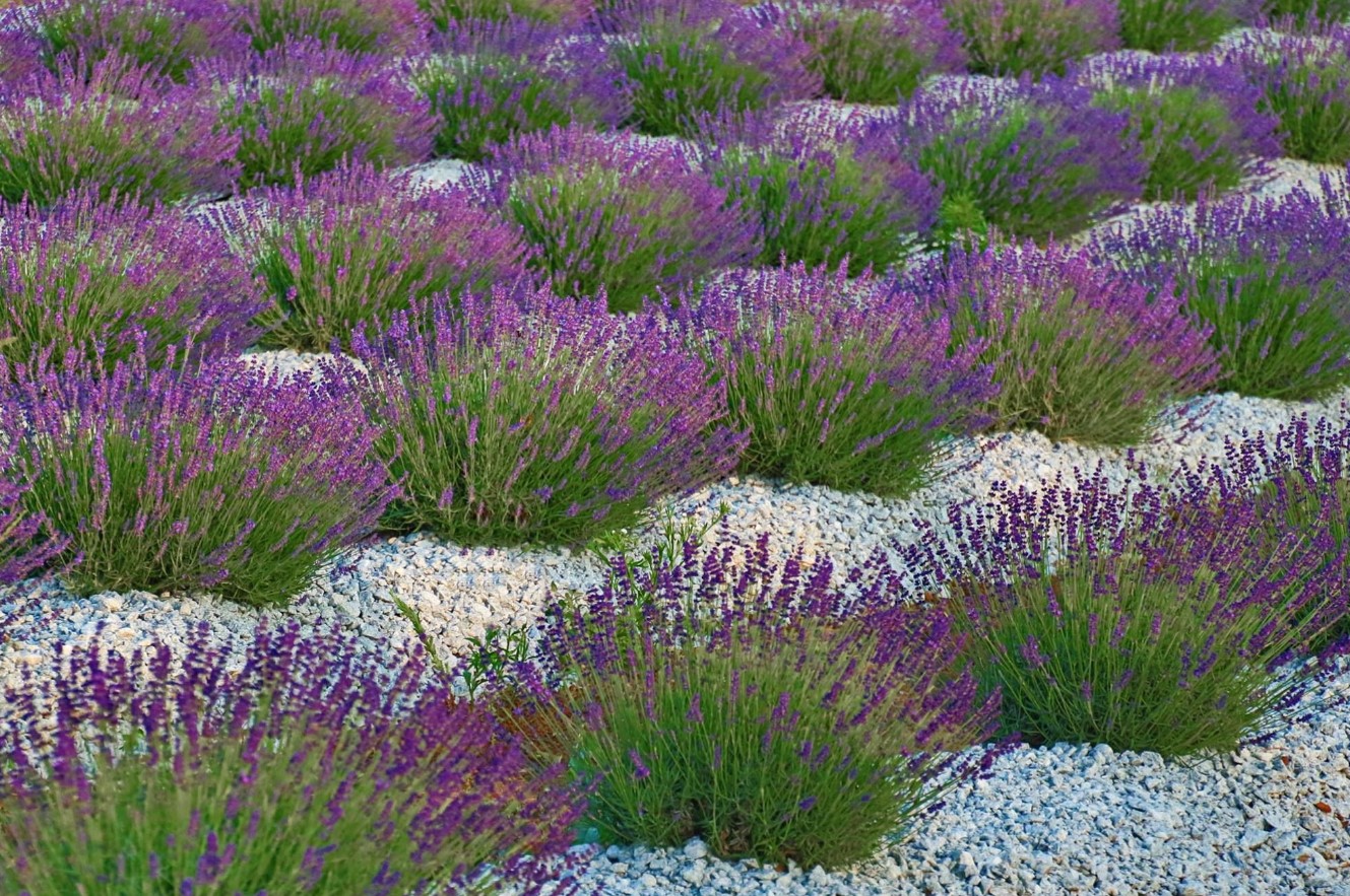 Pandehår til lavendel: en gartner fortalte, hvordan man beskærer planten for at få en perfekt 'buskformet kugle'