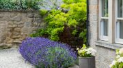 Pandehår til lavendel: en gartner fortalte, hvordan man beskærer planten for at få en perfekt 'buskformet kugle'