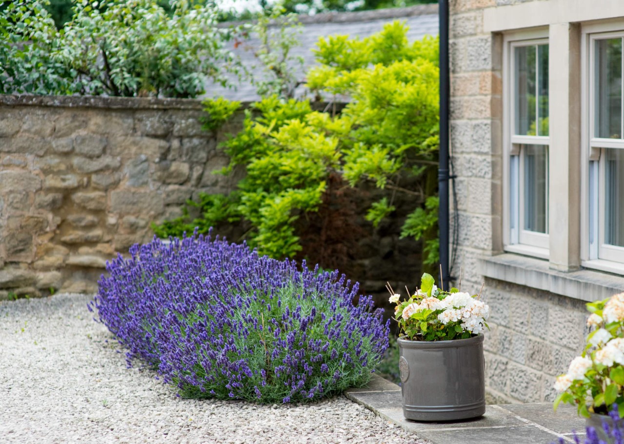 Pandehår til lavendel: en gartner fortalte, hvordan man beskærer planten for at få en perfekt 'buskformet kugle'