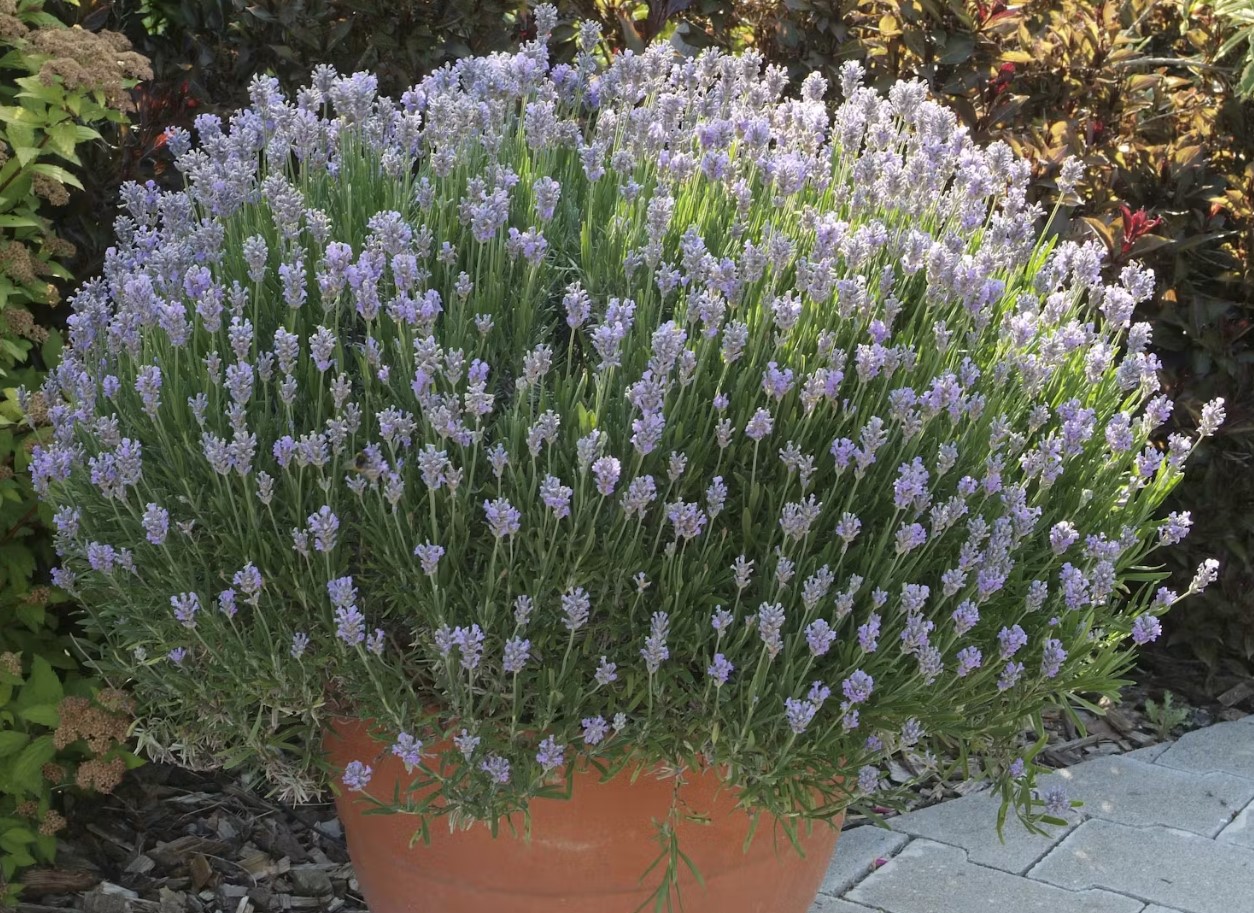 Pandehår til lavendel: en gartner fortalte, hvordan man beskærer planten for at få en perfekt 'buskformet kugle'