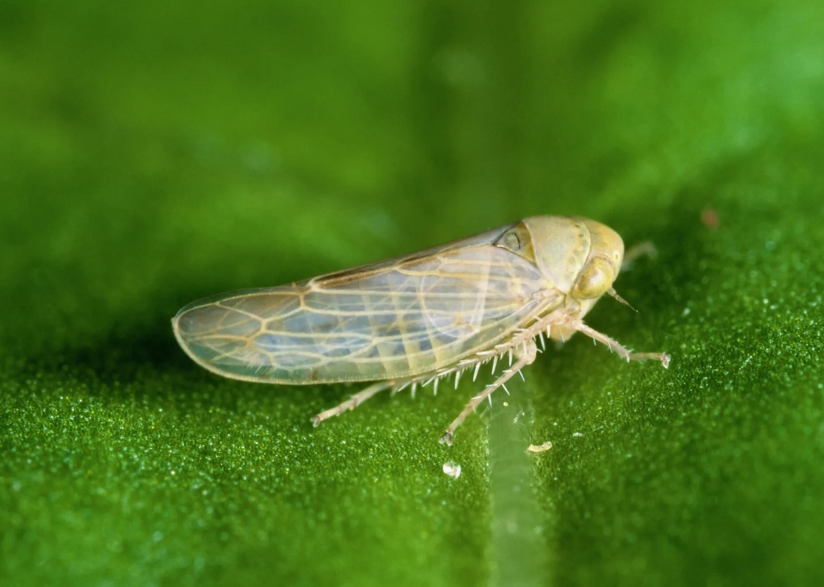 Hvad er bladhopper, og hvordan slipper man af med disse skadedyr?