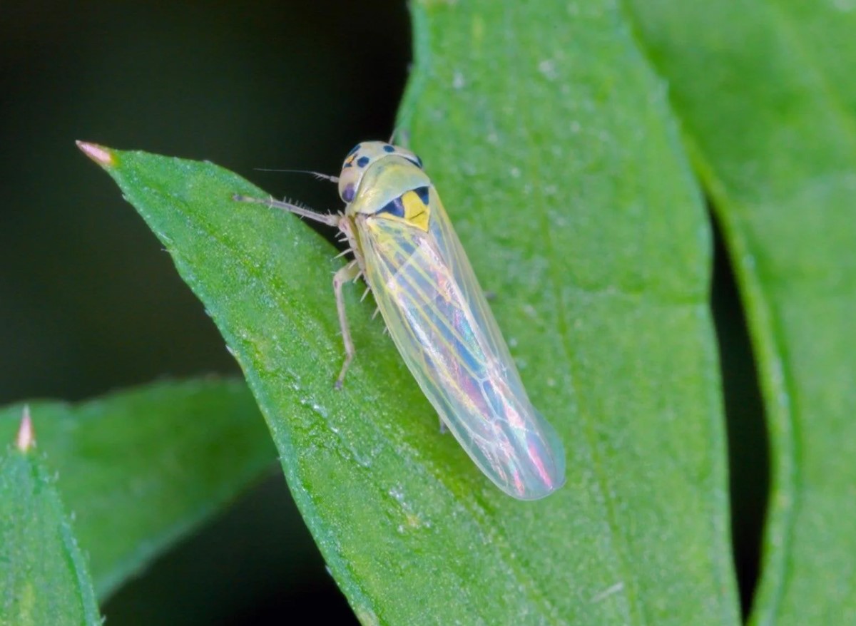 Hvad er bladhopper, og hvordan slipper man af med disse skadedyr?