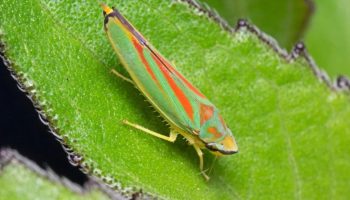 Hvad er bladhopper, og hvordan slipper man af med disse skadedyr?