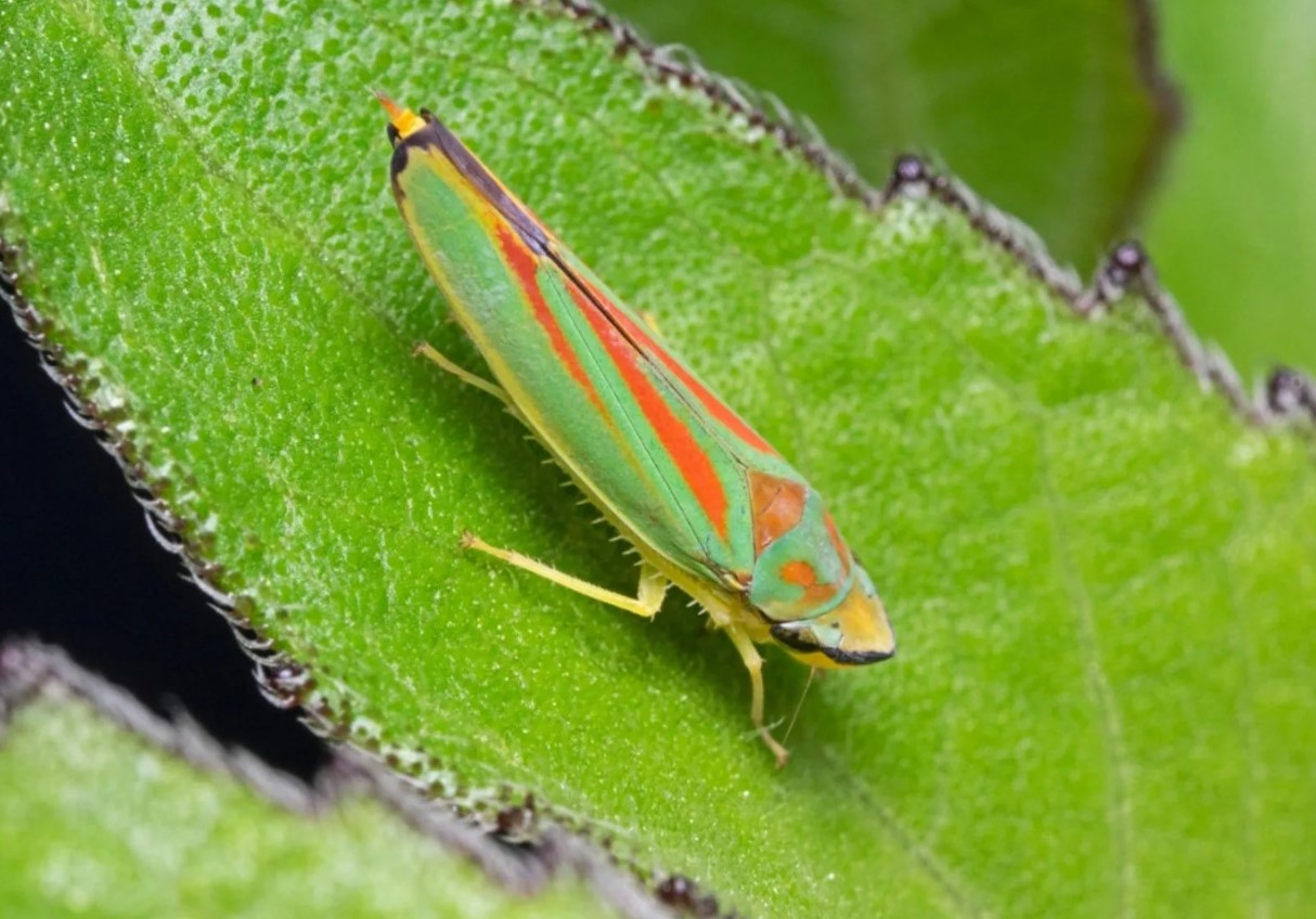 Hvad er bladhopper, og hvordan slipper man af med disse skadedyr?