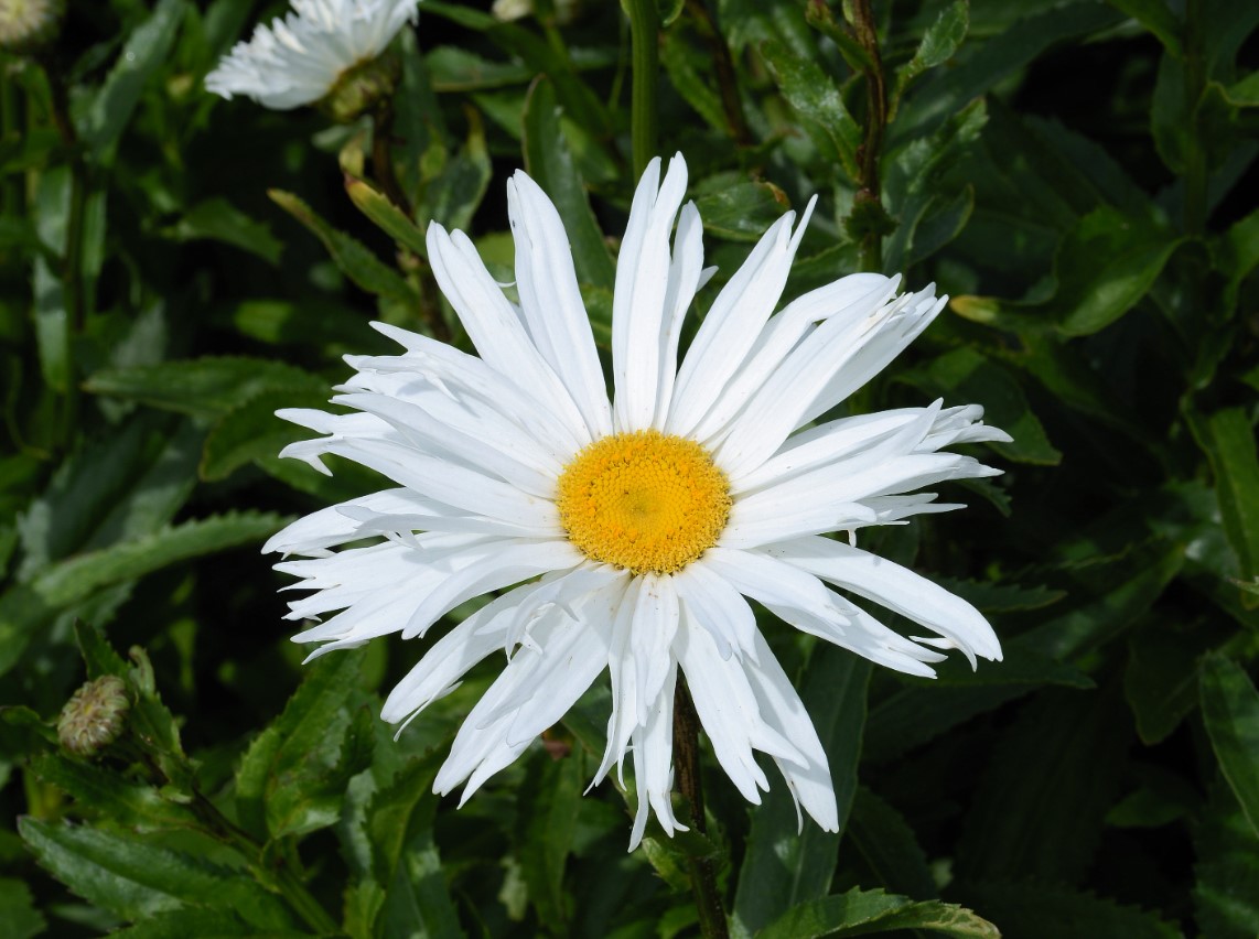 Hvid margerit (Leucanthemum vulgare)