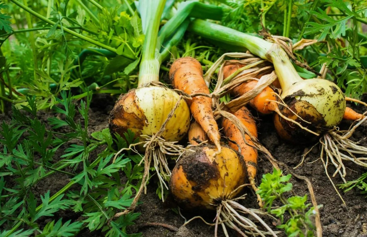 Løg og gulerødder: plant dem sammen på denne måde, og resultatet vil glæde dig