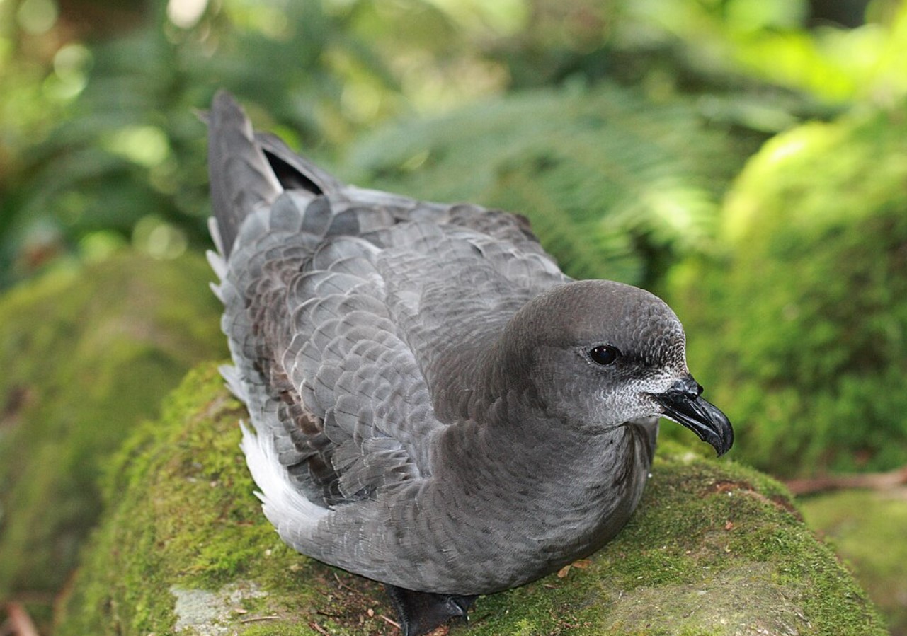 Lord Howe Island