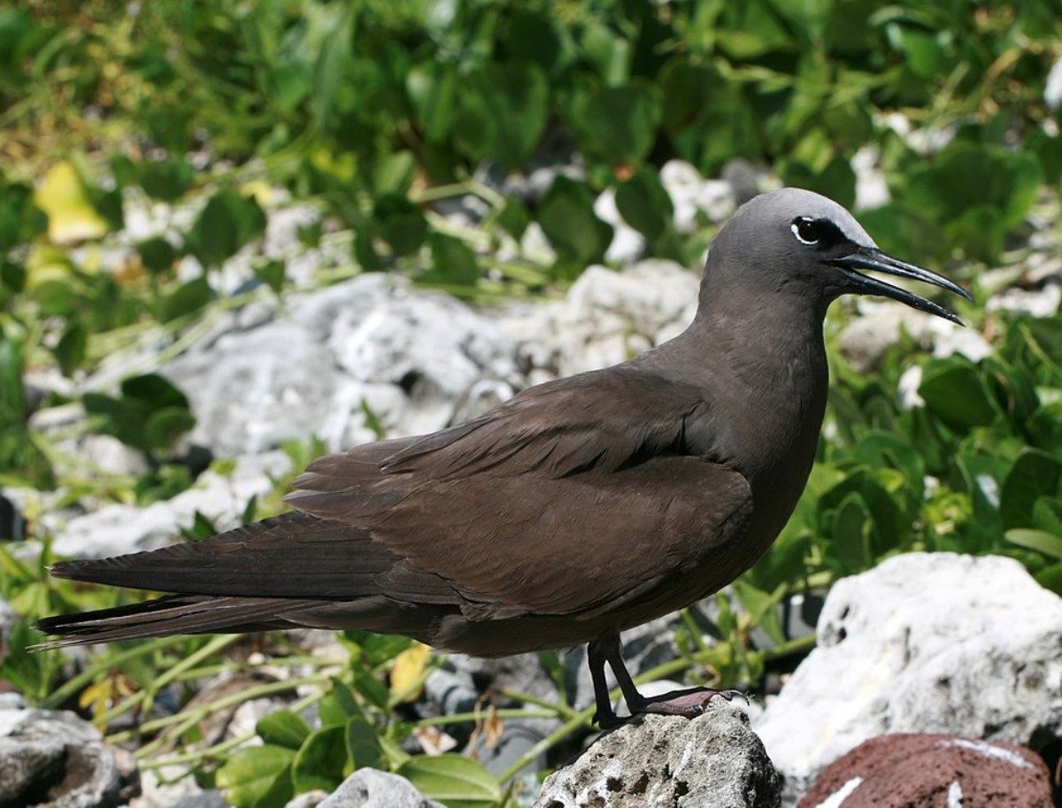 Lord Howe Island