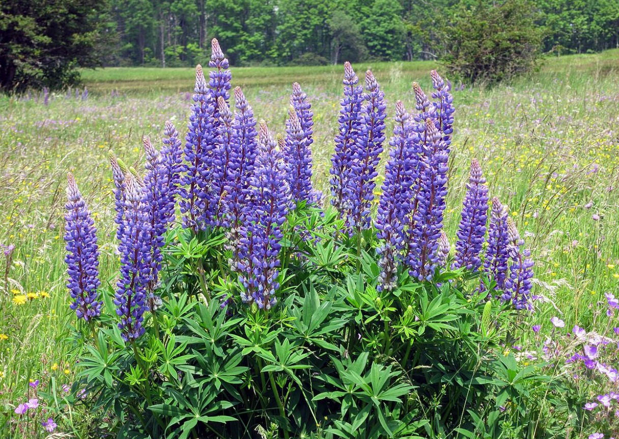 Den ser smuk ud og forbedrer jordens kvalitet. Vores bedstemødres yndlingsblomst er igen på mode