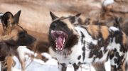 Hunden, der ikke har brug for mennesker: hvad er dette for et mærkeligt dyr med malet pels?