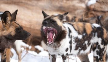 Hunden, der ikke har brug for mennesker: hvad er dette for et mærkeligt dyr med malet pels?