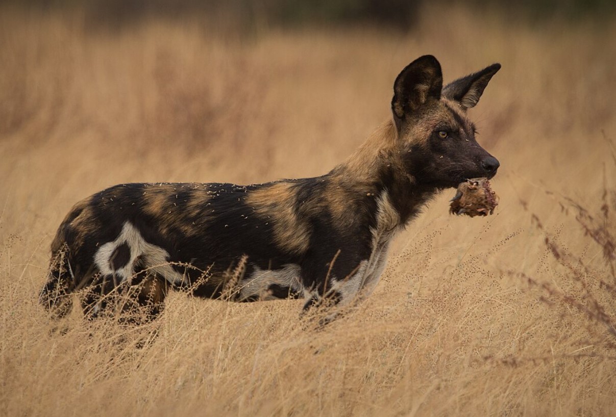 Lycaon pictus