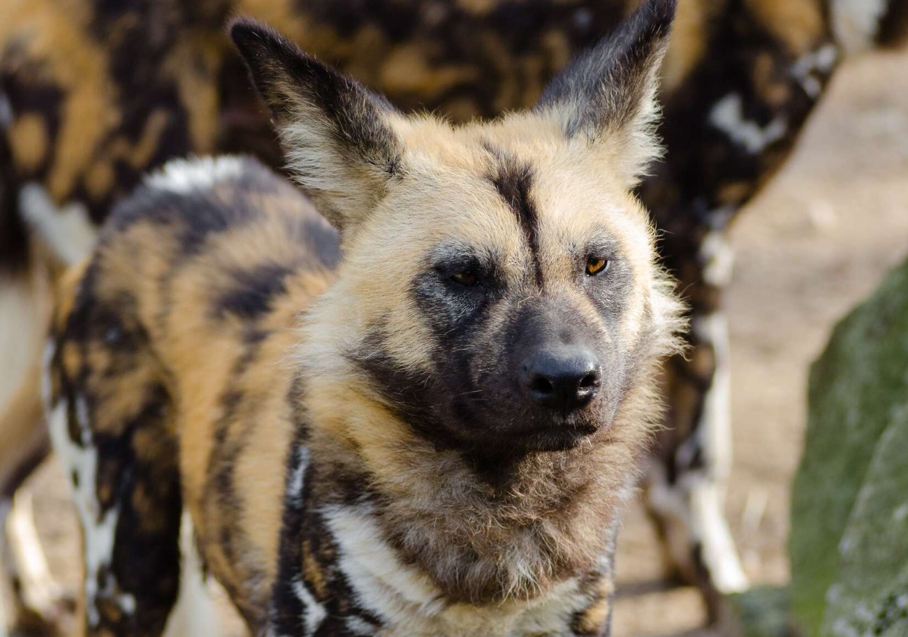 Lycaon pictus