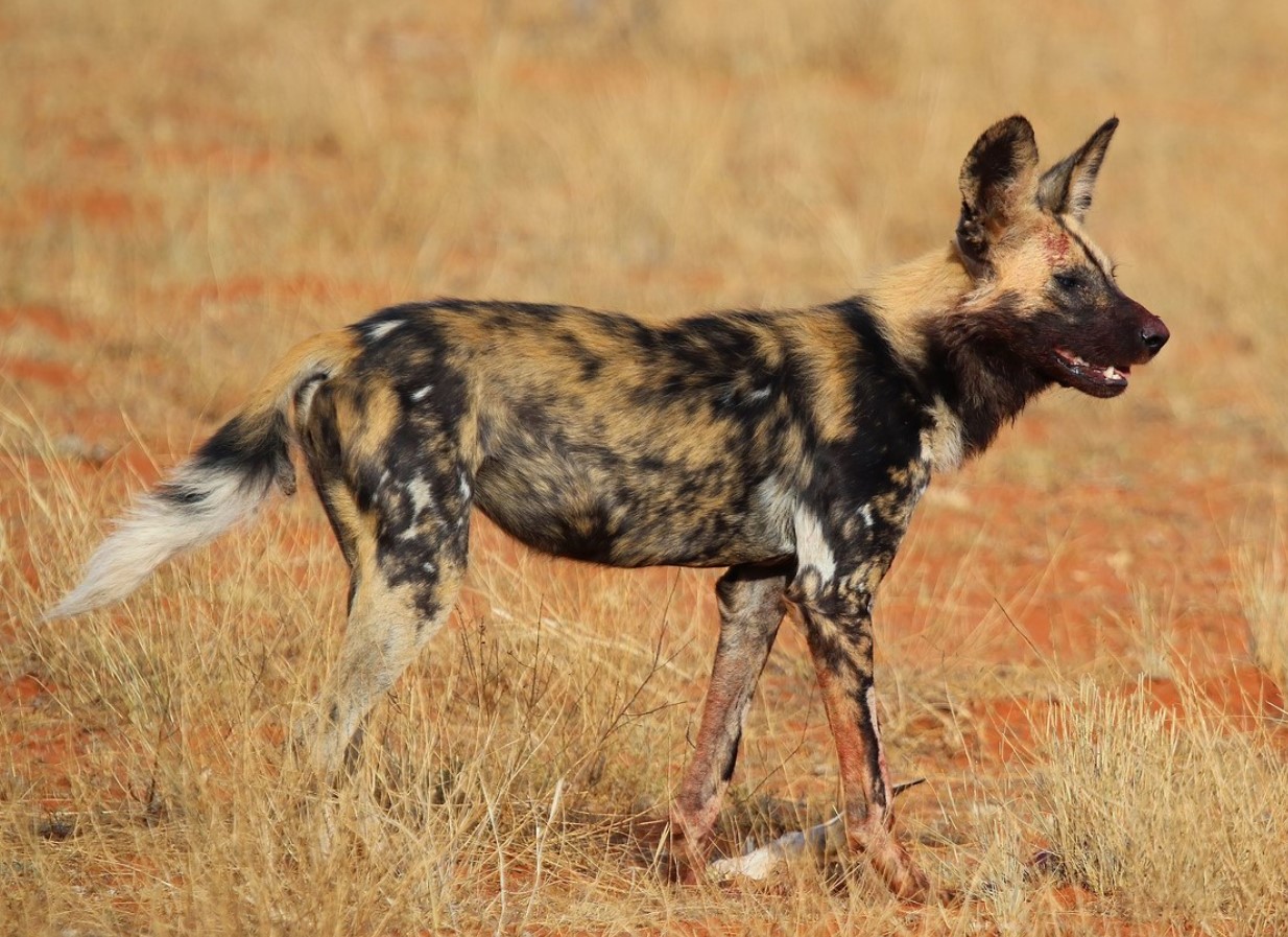 Lycaon pictus