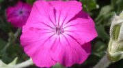 Lychnis coronaria