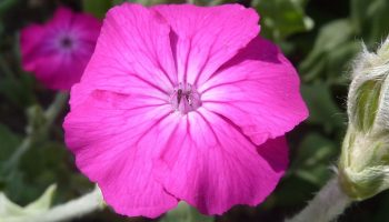 Lychnis coronaria
