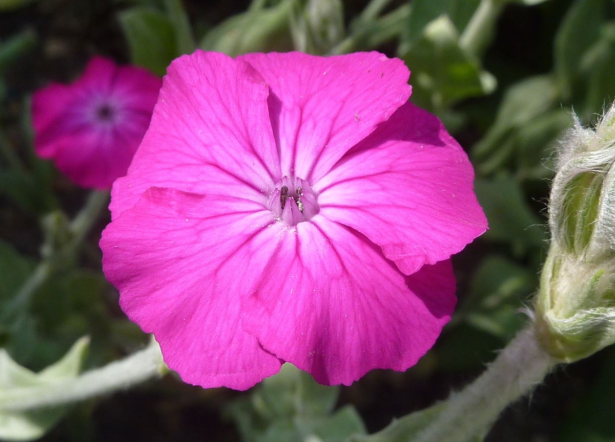 Lychnis coronaria