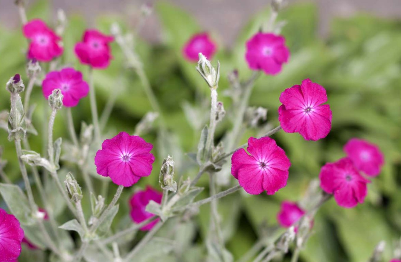 Lychnis coronaria