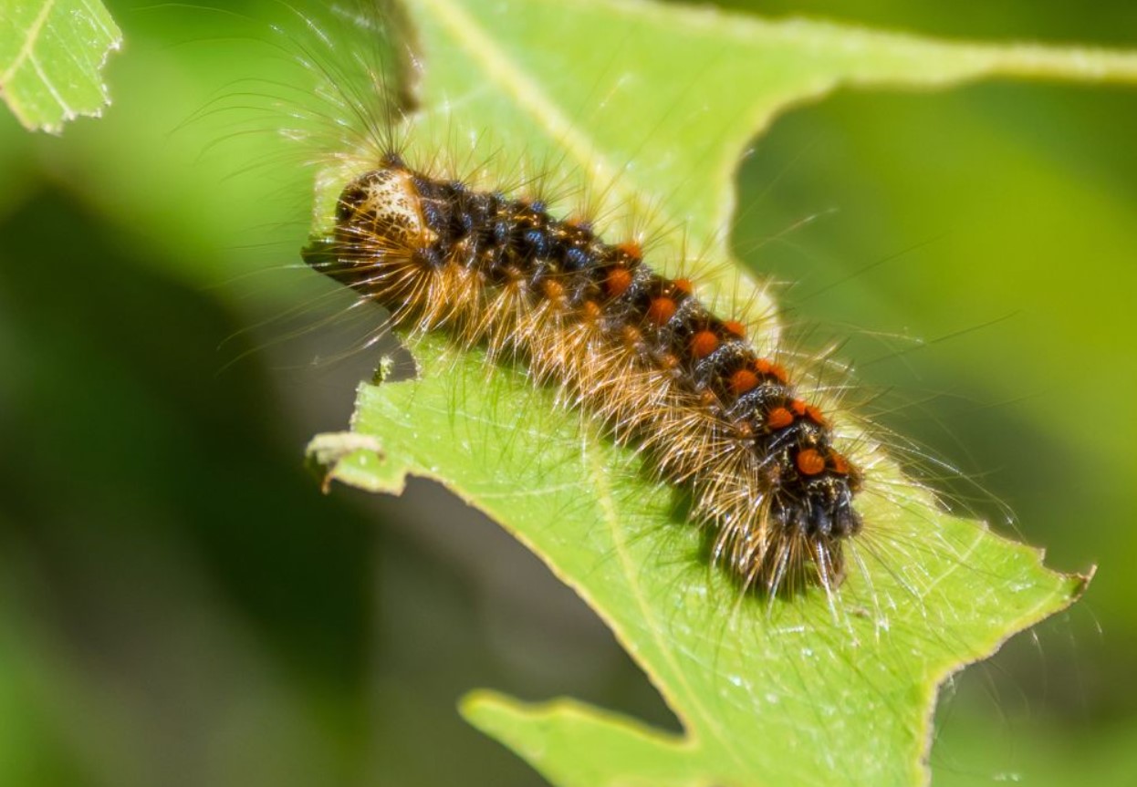 Lymantria dispar dispar