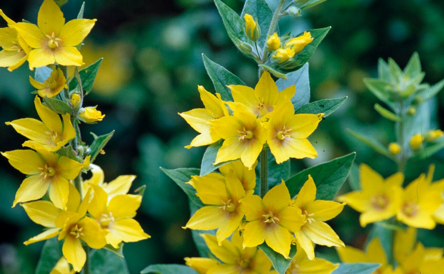 Lysimachia punctata
