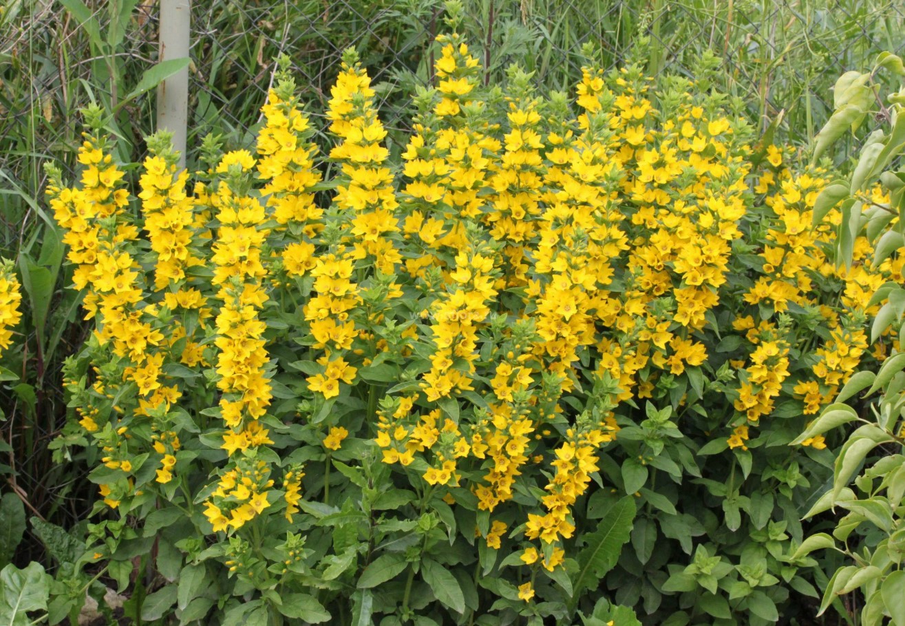 Lysimachia punctata
