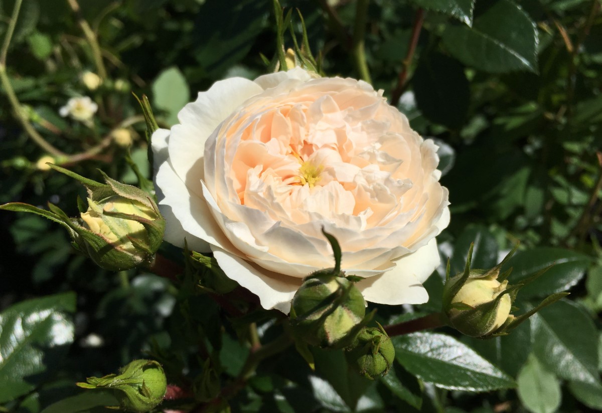 MacMillan Nurse Rose