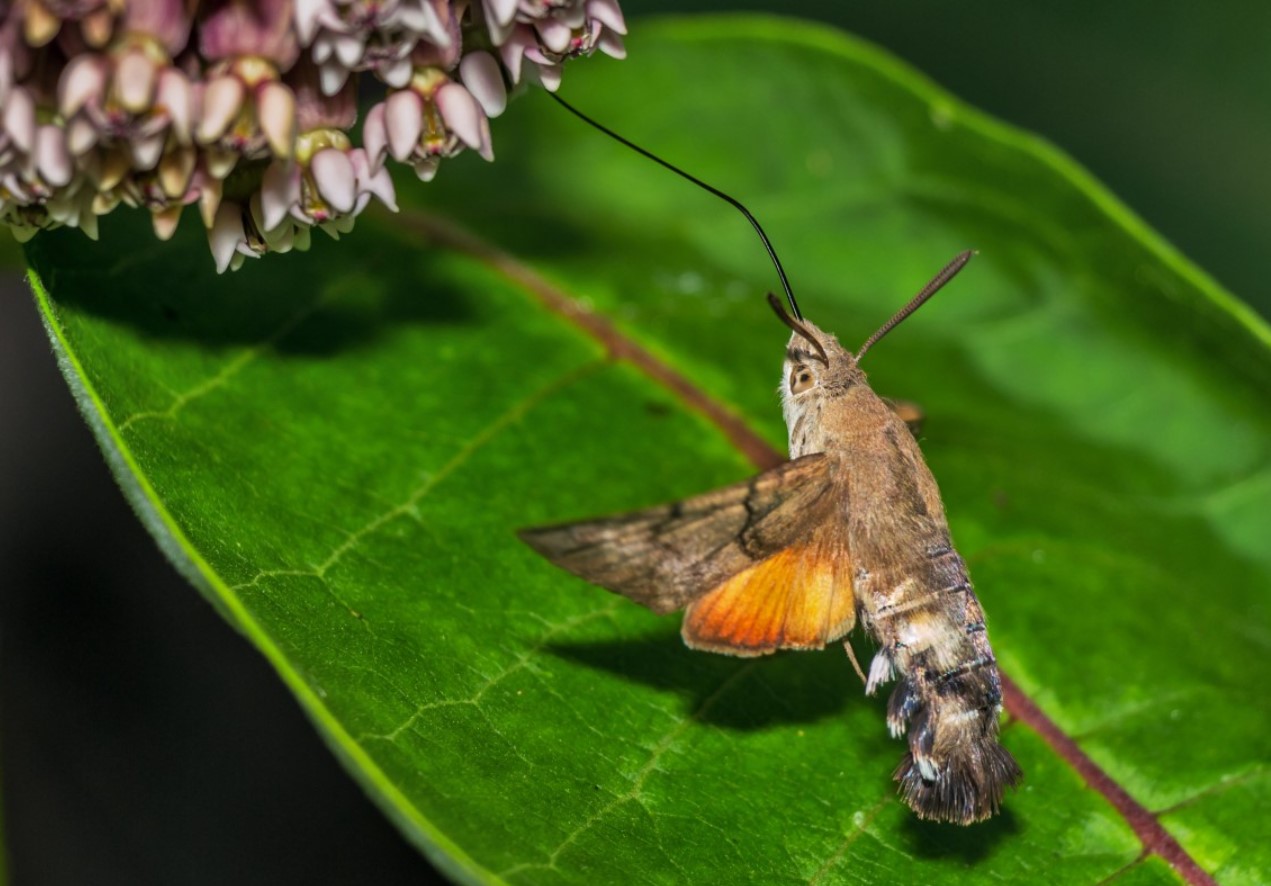 Macroglossum stellatarum