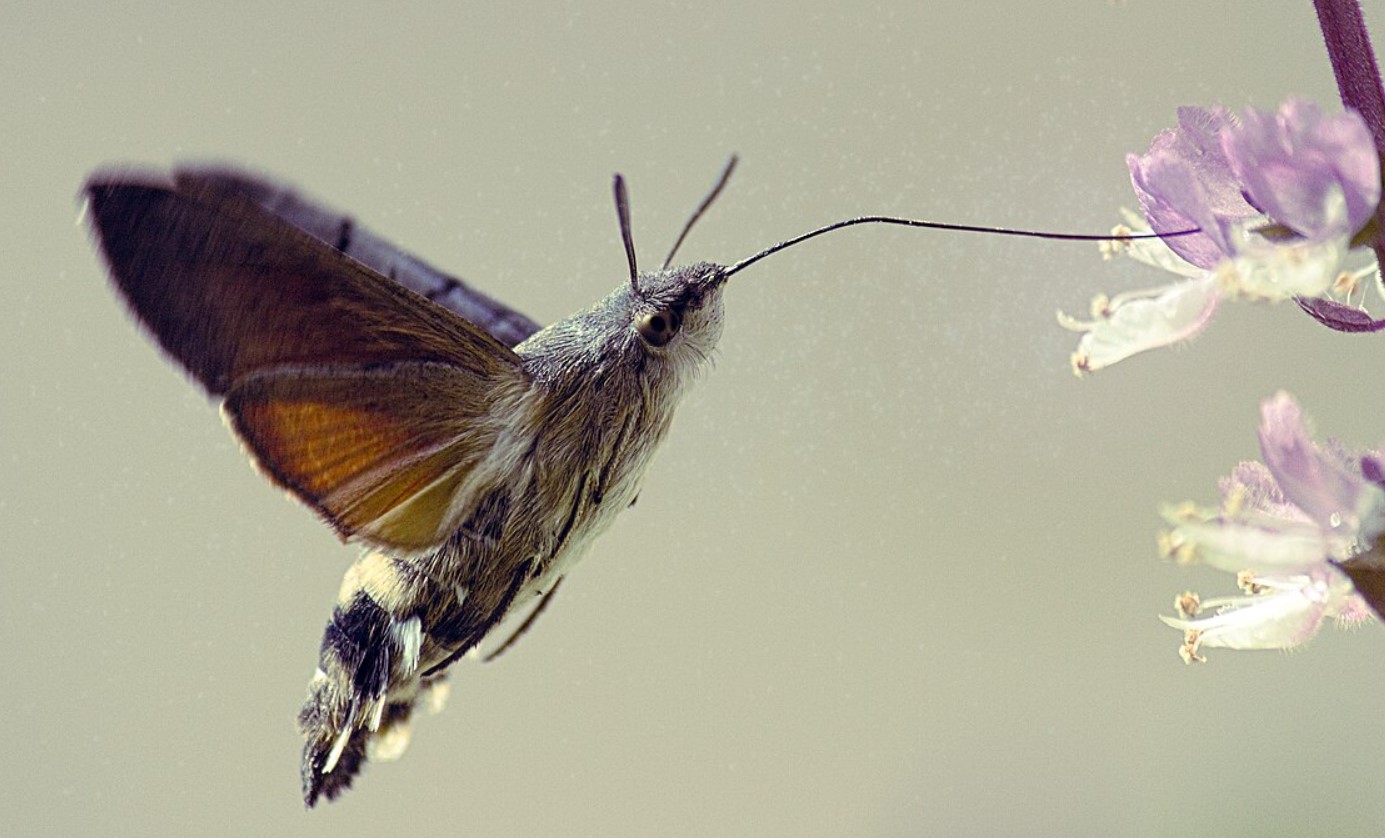 Macroglossum stellatarum