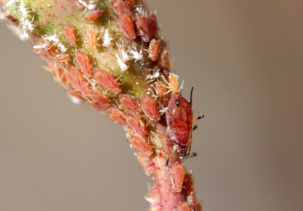 Macrosiphum rosae