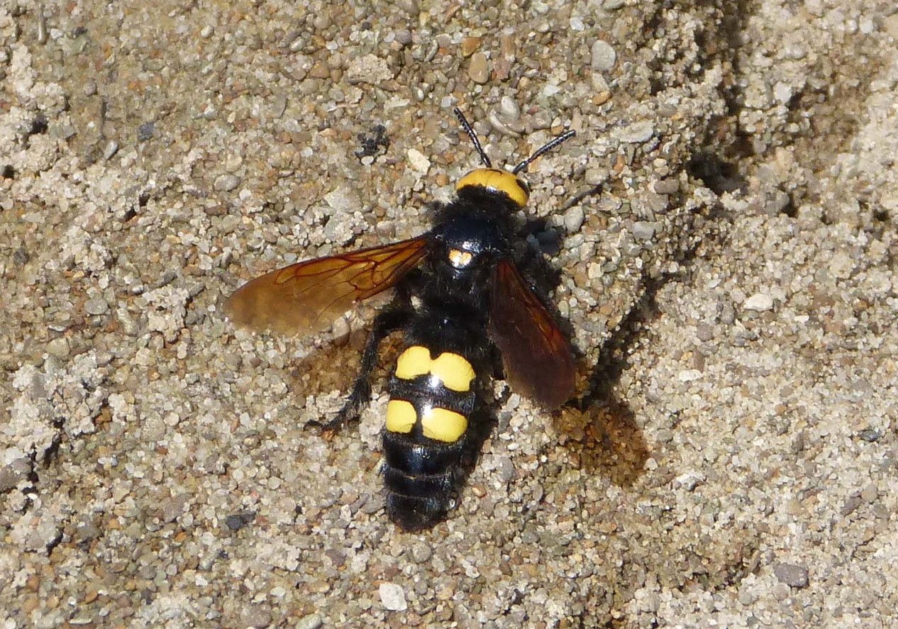 Maculata maculata flavifrons