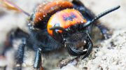Giganternes invasion: Europas største hvepse dukker op i massevis i Ukraine