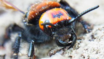 Giganternes invasion: Europas største hvepse dukker op i massevis i Ukraine