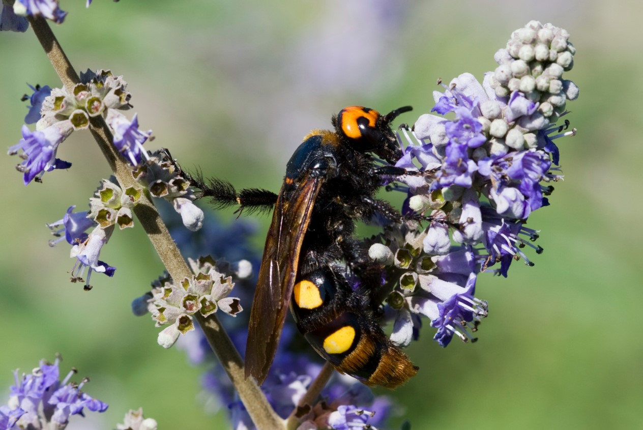 Maculata maculata flavifrons