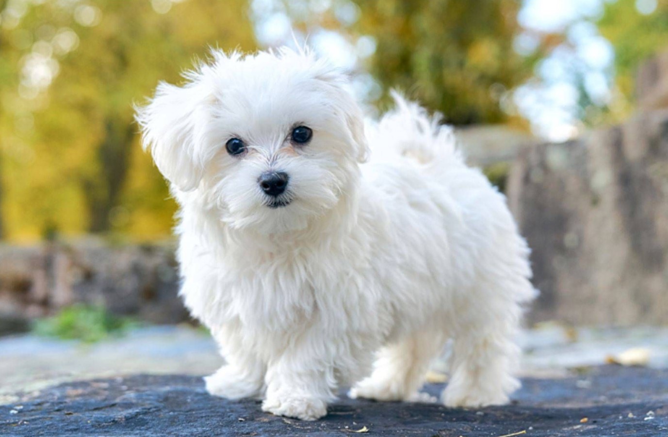 Maltese