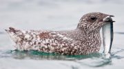 Lyt til den mystiske marmorerede alke: hvordan canadierne fandt de truede havfugle