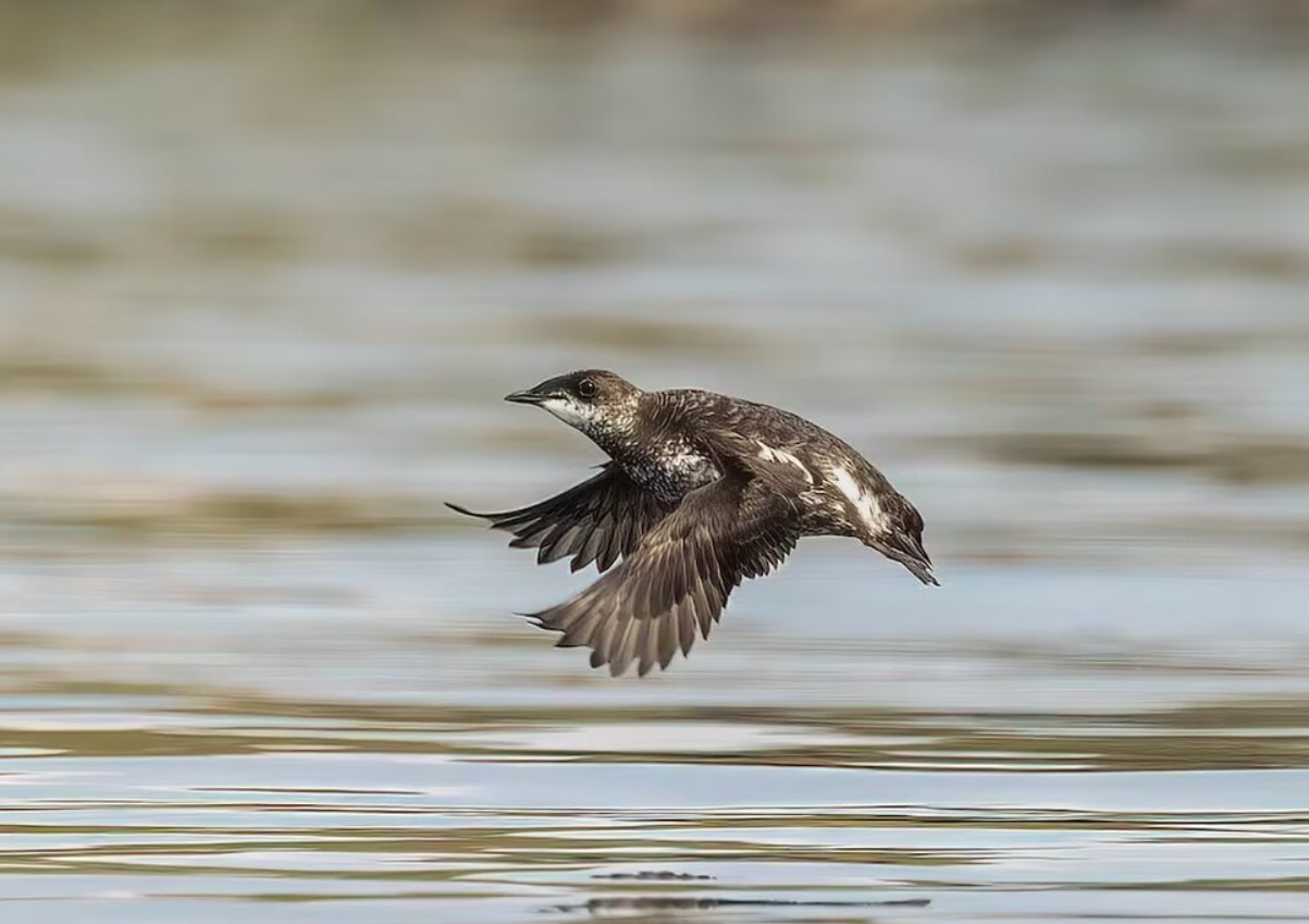Lyt til den mystiske marmorerede alke: hvordan canadierne fandt de truede havfugle