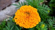 De 5 bedste sorter af morgenfruer: smukke blomster og afskrækker skadedyr