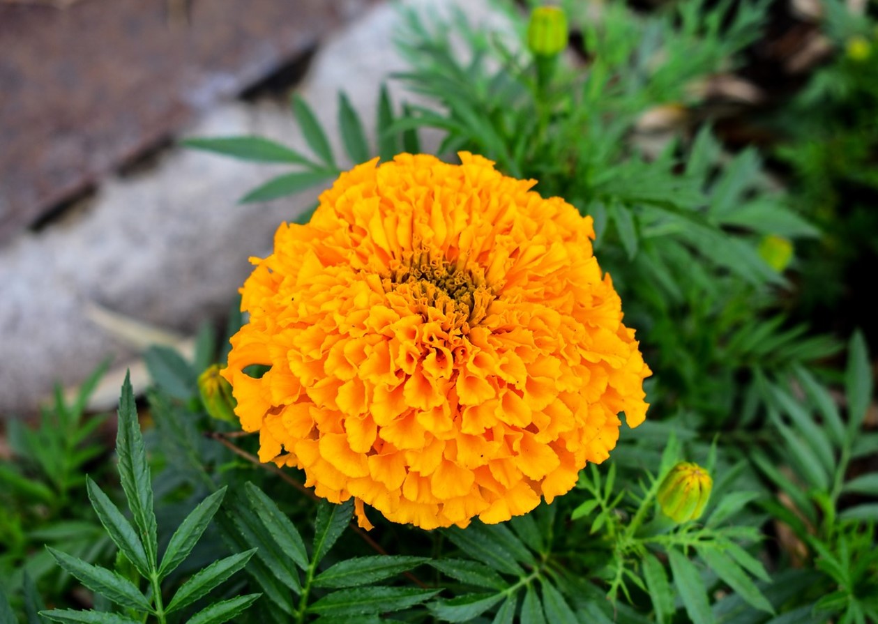 De 5 bedste sorter af morgenfruer: smukke blomster og afskrækker skadedyr
