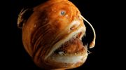 Havmonster dukker op: hvem blev fanget i dybet denne gang