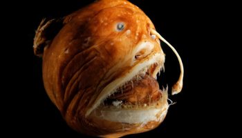 Havmonster dukker op: hvem blev fanget i dybet denne gang