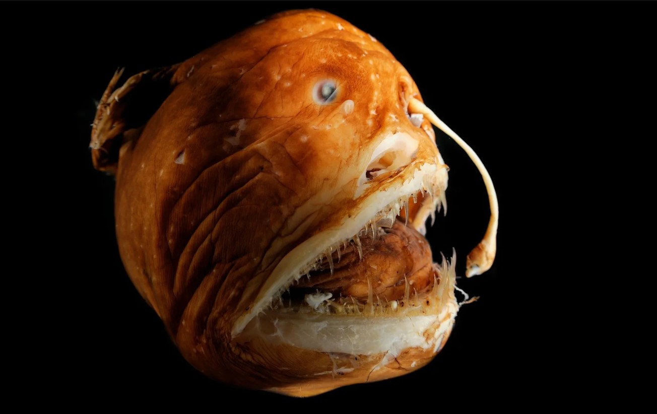 Havmonster dukker op: hvem blev fanget i dybet denne gang