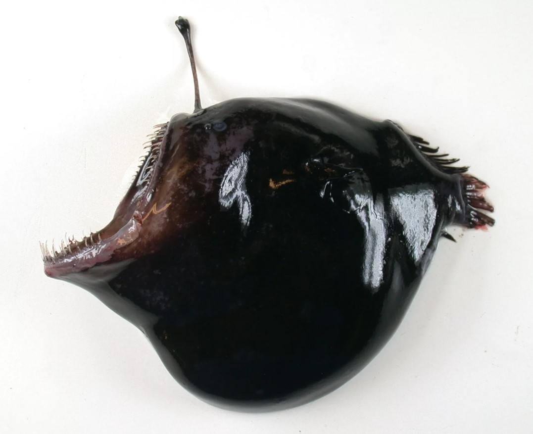Melanocetus johnsonii
