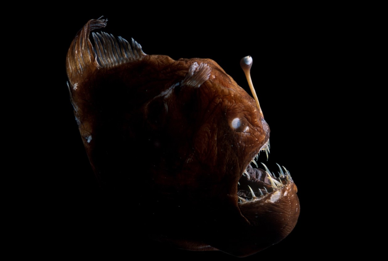 Melanocetus johnsonii