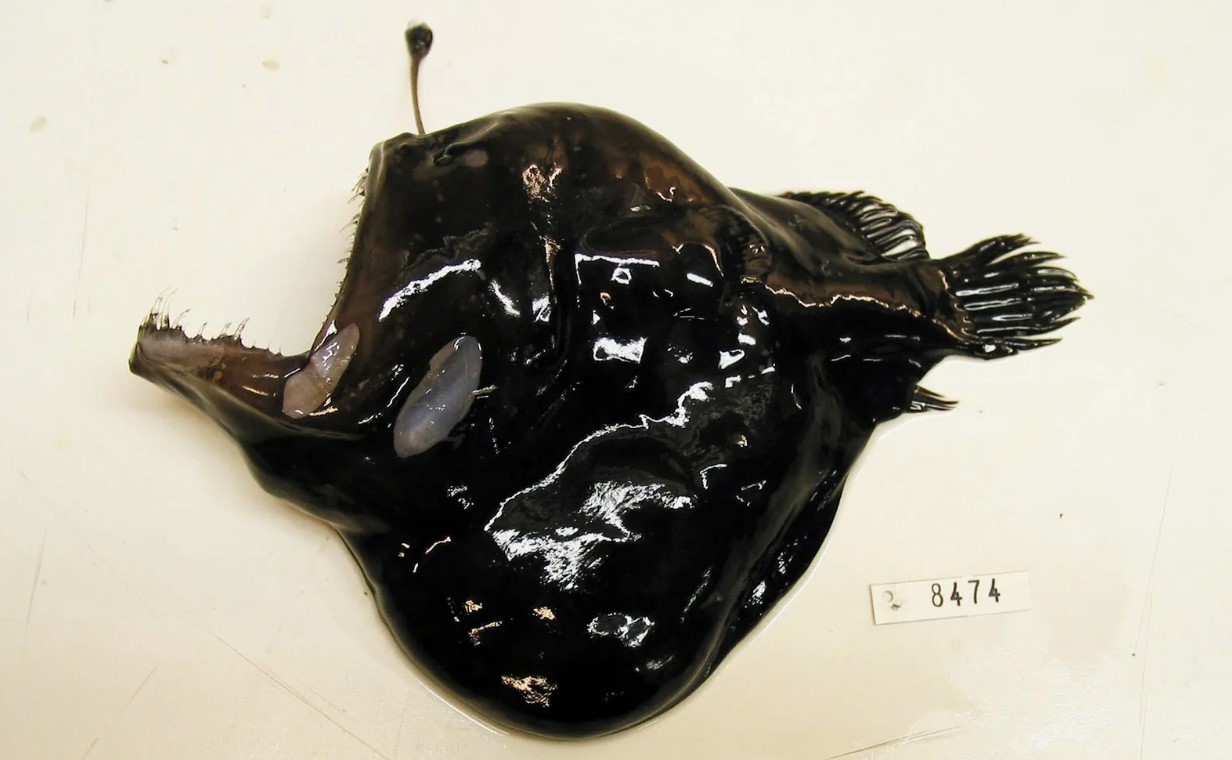 Melanocetus johnsonii