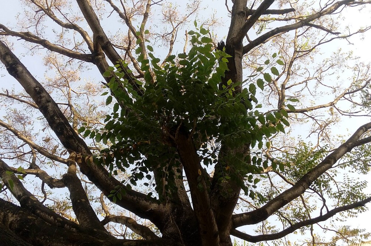 Milicia excelsa