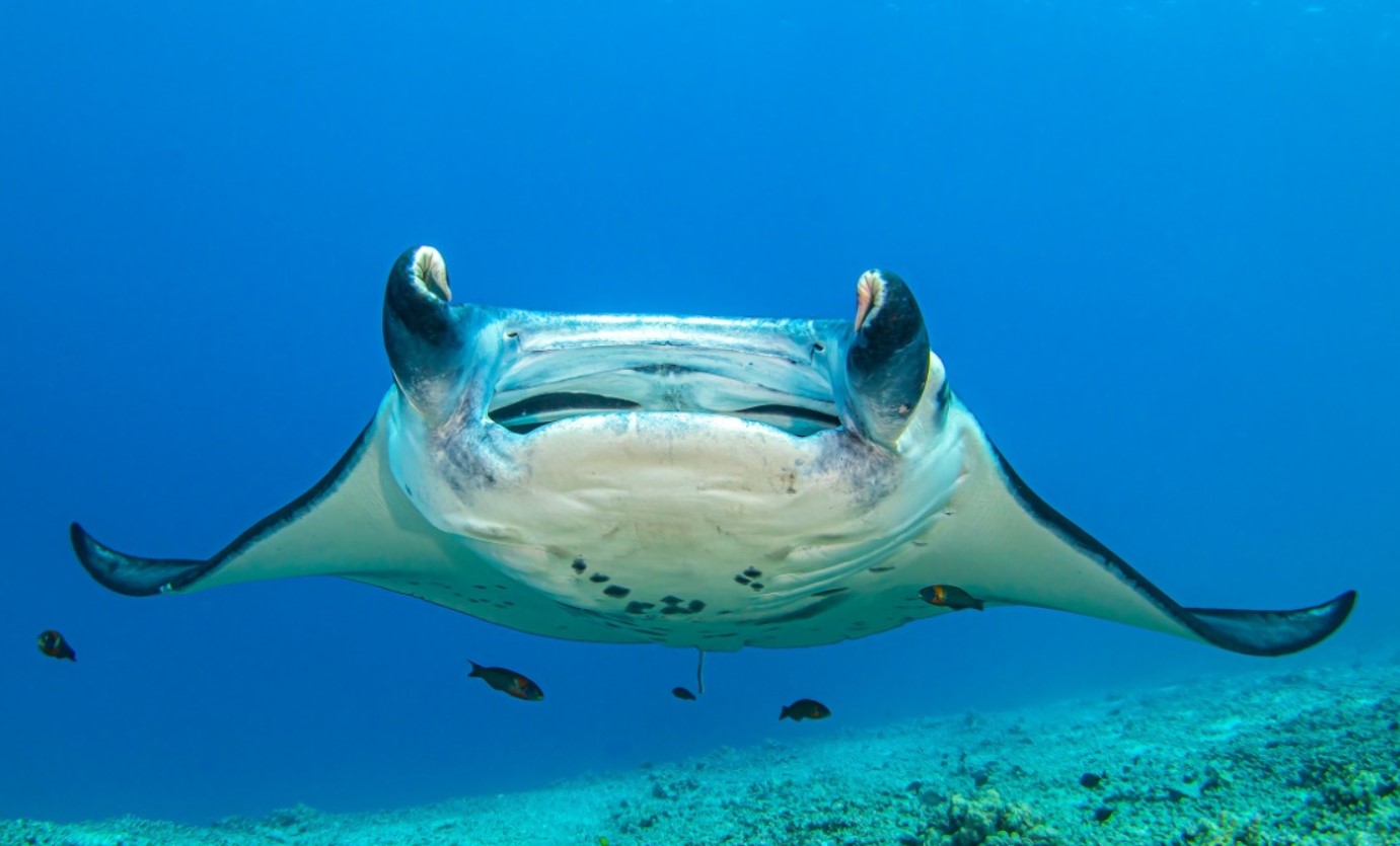Mobula birostris