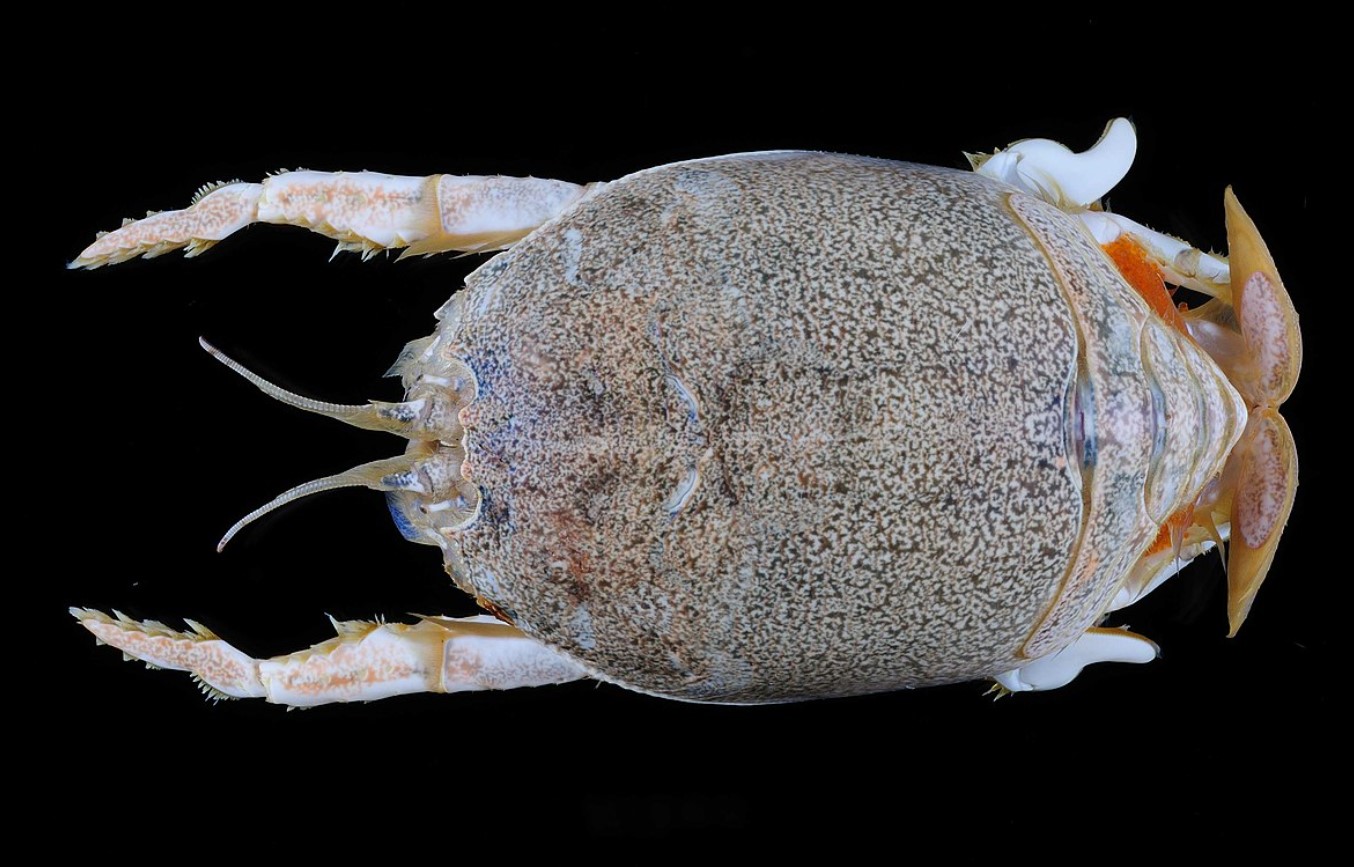 Hverken en sandloppe eller en sandbille: mød en molkrabbe, et almindeligt og overraskende stranddyr