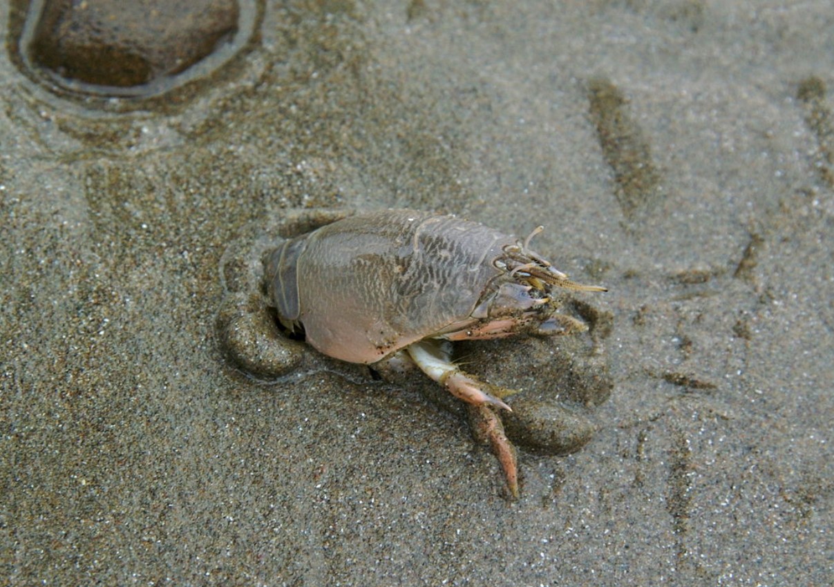 Hverken en sandloppe eller en sandbille: mød en molkrabbe, et almindeligt og overraskende stranddyr