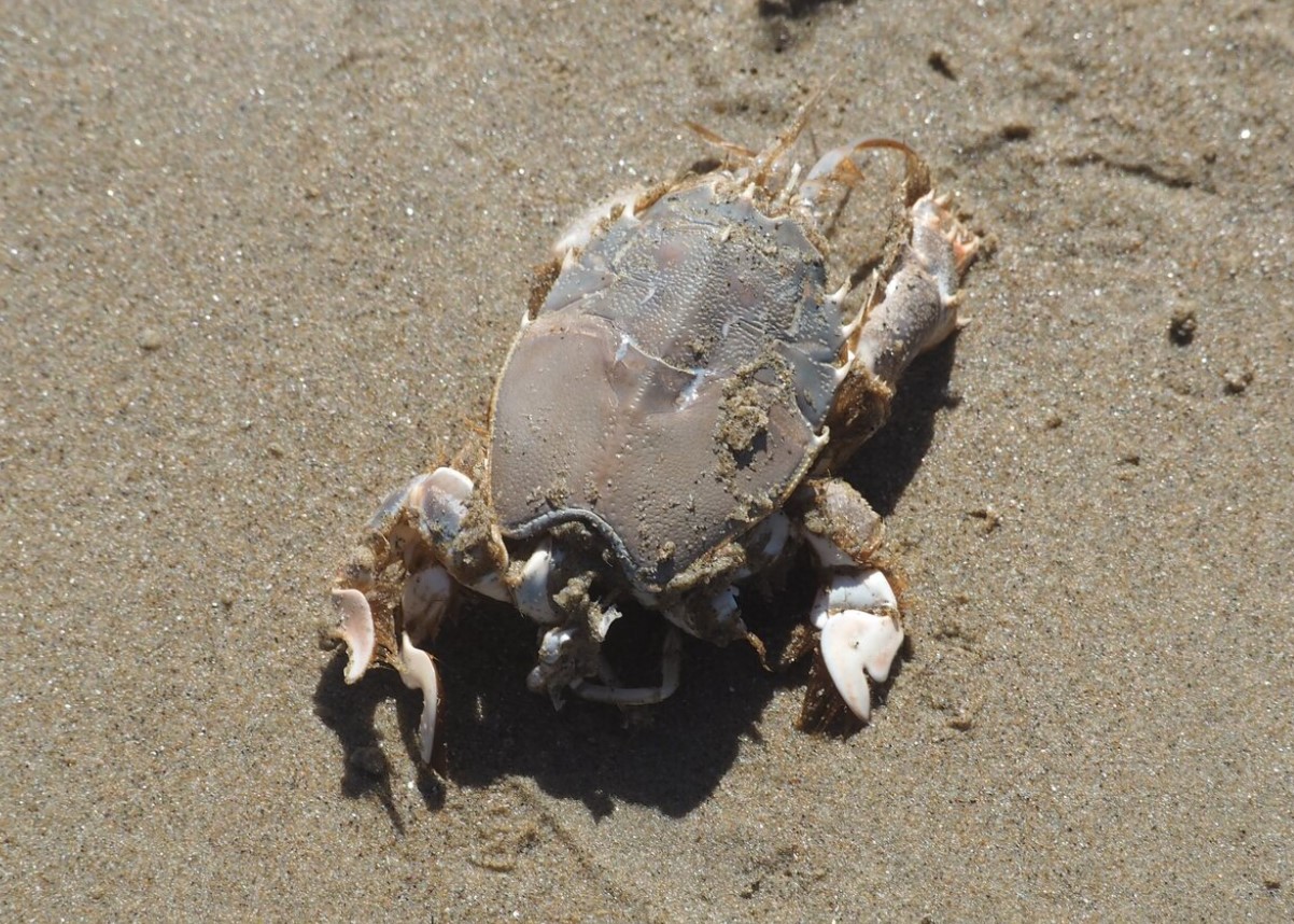 Hverken en sandloppe eller en sandbille: mød en molkrabbe, et almindeligt og overraskende stranddyr