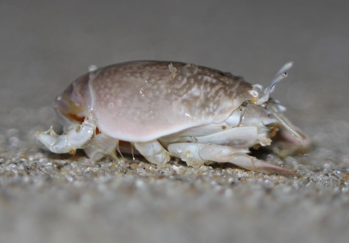 Hverken en sandloppe eller en sandbille: mød en molkrabbe, et almindeligt og overraskende stranddyr